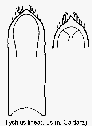 tychius_lineatulus.gif
