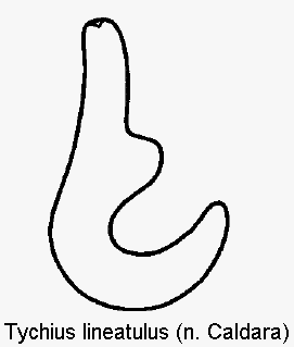 tychius_lineatulus_sperm.gif