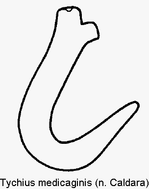 tychius_medicaginis_sperm.gif