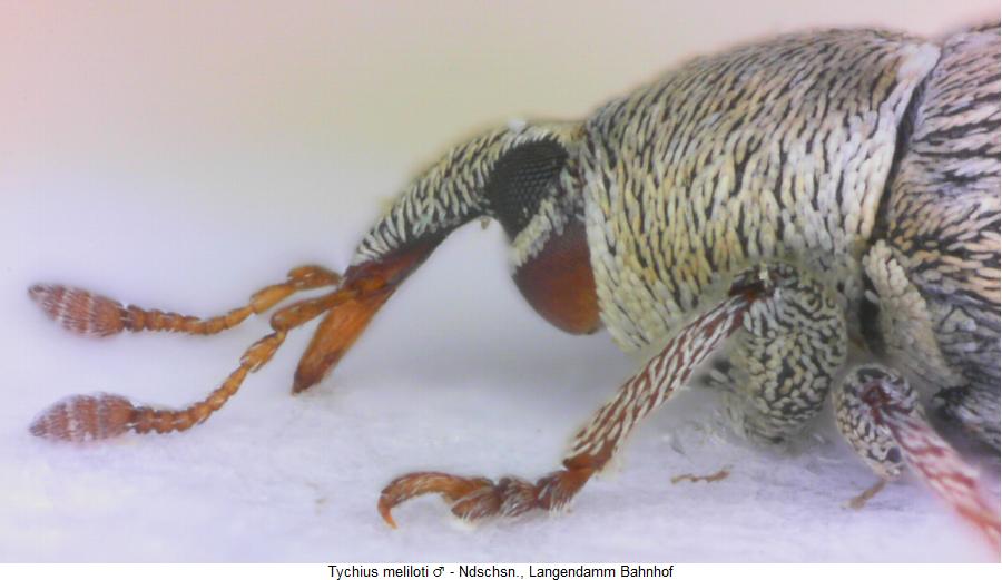 tychius_meliloti_sa.jpg
