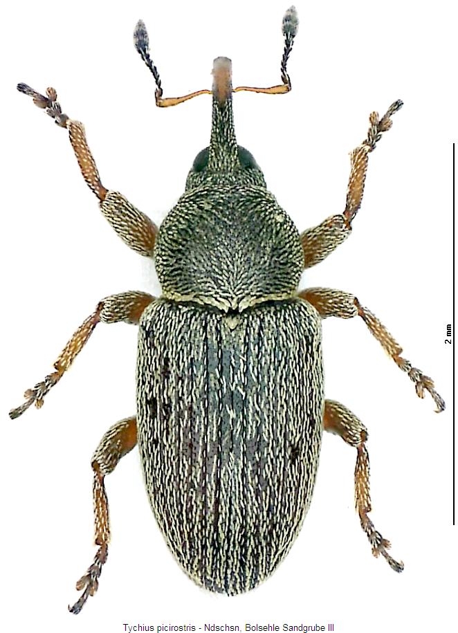 tychius_picirostris_hab.jpg