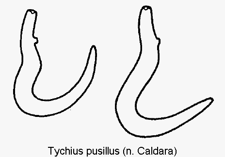 tychius_pusillus_sperm.gif