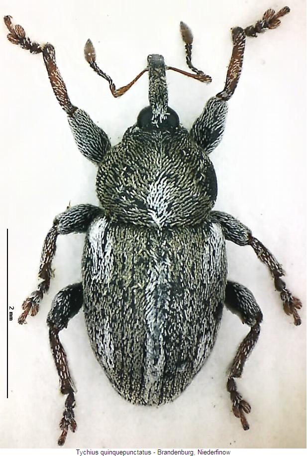 tychius_quinquepunctatus_hab2.jpg