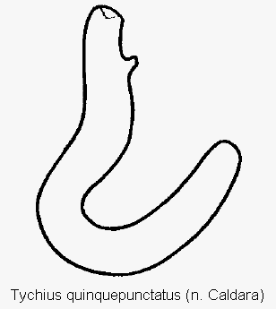 tychius_quinquepunctatus_sperm.gif