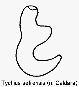 tychius_sefrensis_sperm.gif