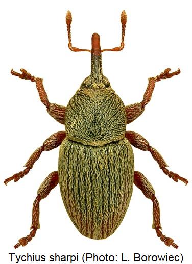 tychius_sharpi_hab.jpg