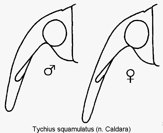 tychius_squamulatus_k.gif