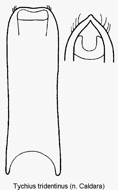 tychius_tridentinus.gif