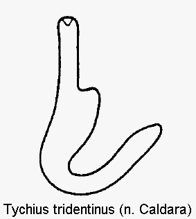 tychius_tridentinus_sperm.gif