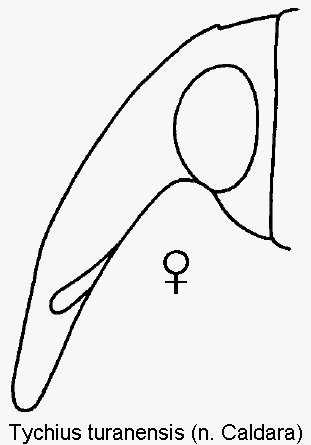 tychius_turanensis_k.gif