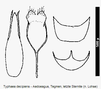 typhaea_decipiens.gif