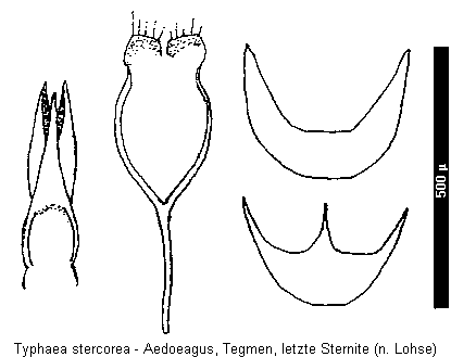 typhaea_stercorea.gif