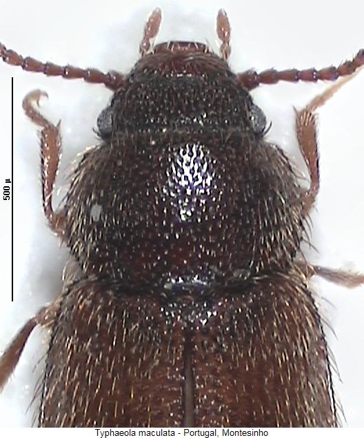 typhaeola_maculata_vk.jpg