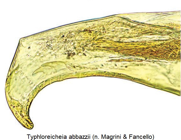 typhloreicheia_abbazzii_detail.jpg