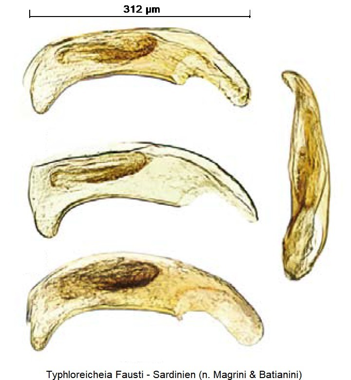 typhloreicheia_fausti.jpg
