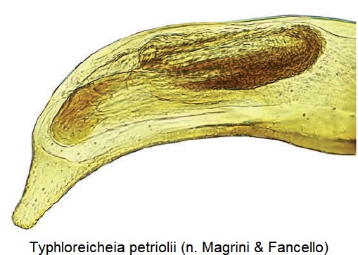 typhloreicheia_petriolii_detail.jpg