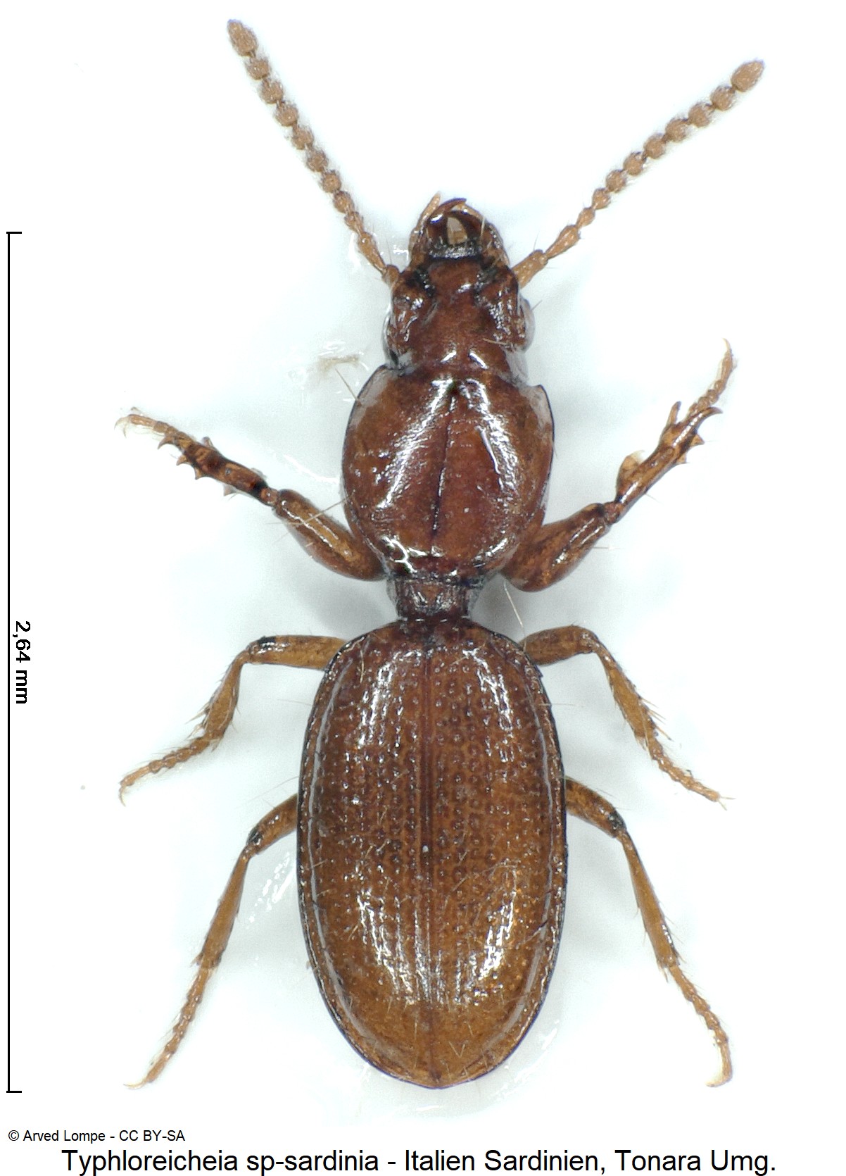 typhloreicheia_sardoa_nr1_ck36182573_hab.jpg