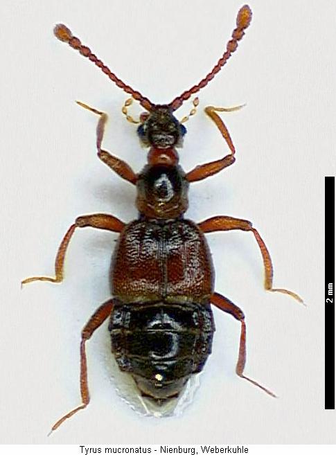 tyrus_mucronatus_hab.jpg