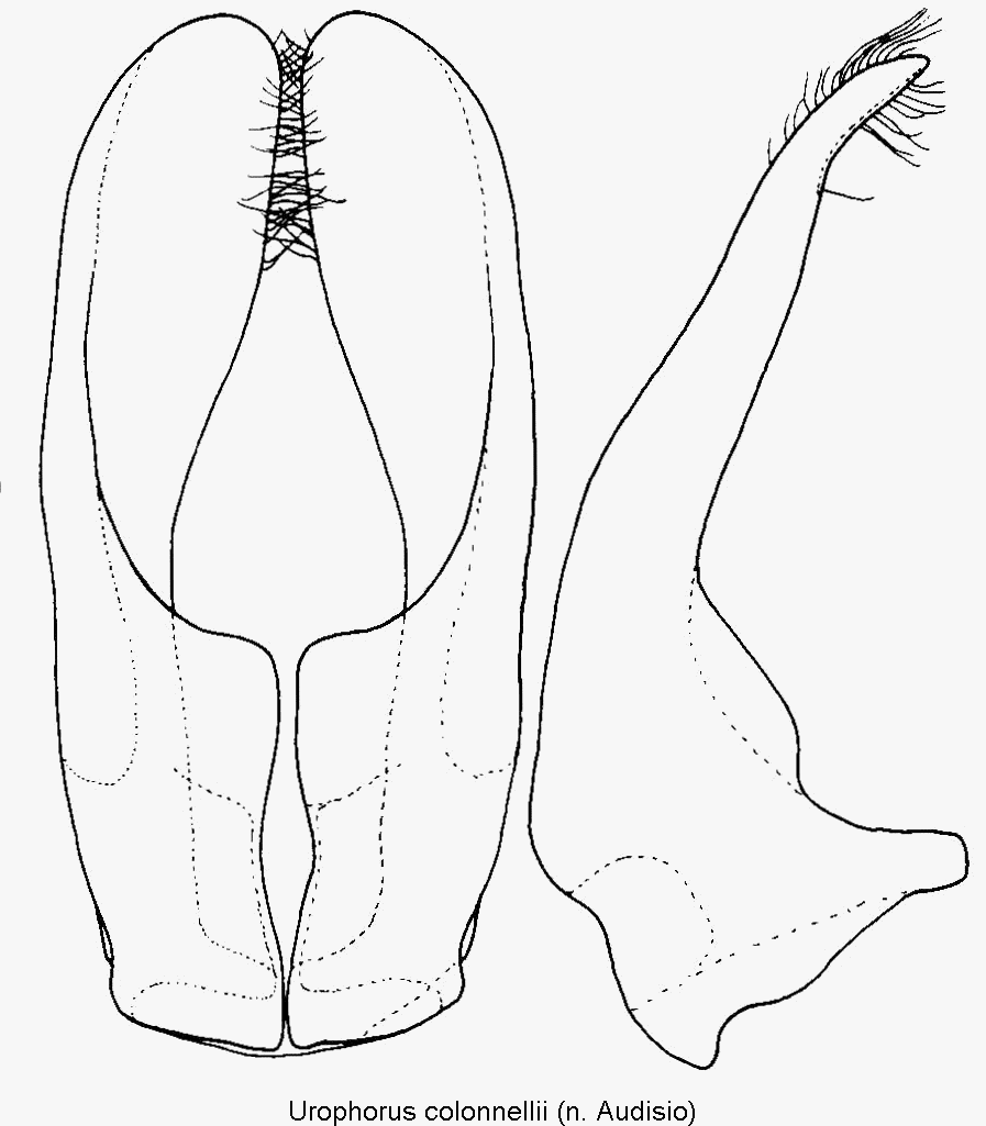 urophorus_colonnellii.gif