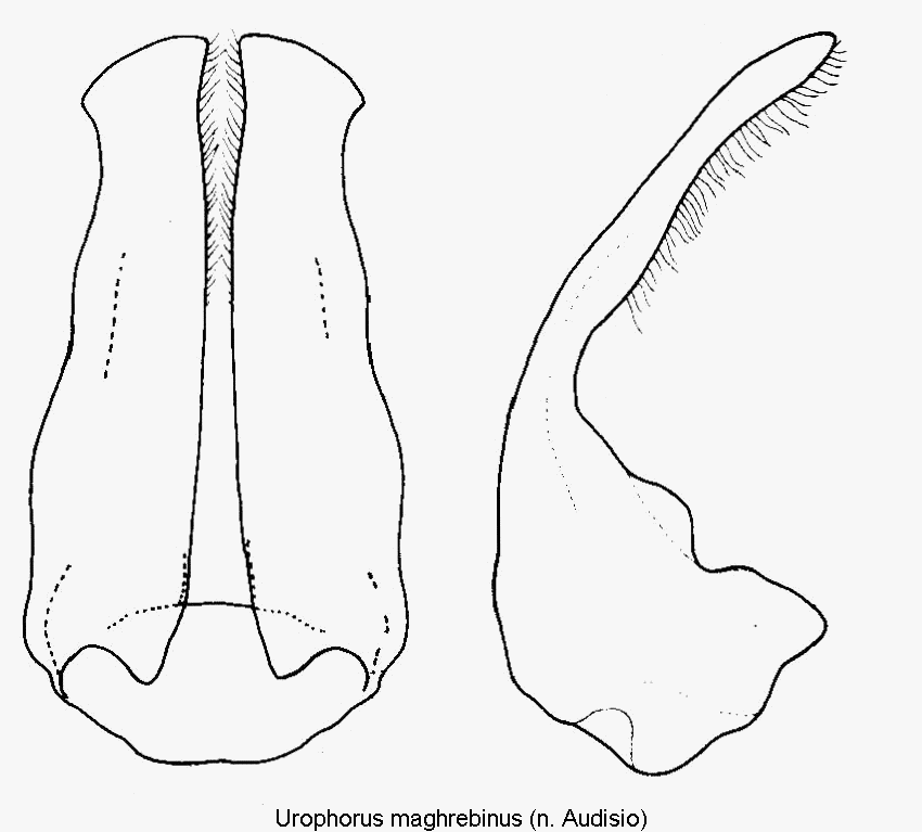urophorus_maghrebinus.gif