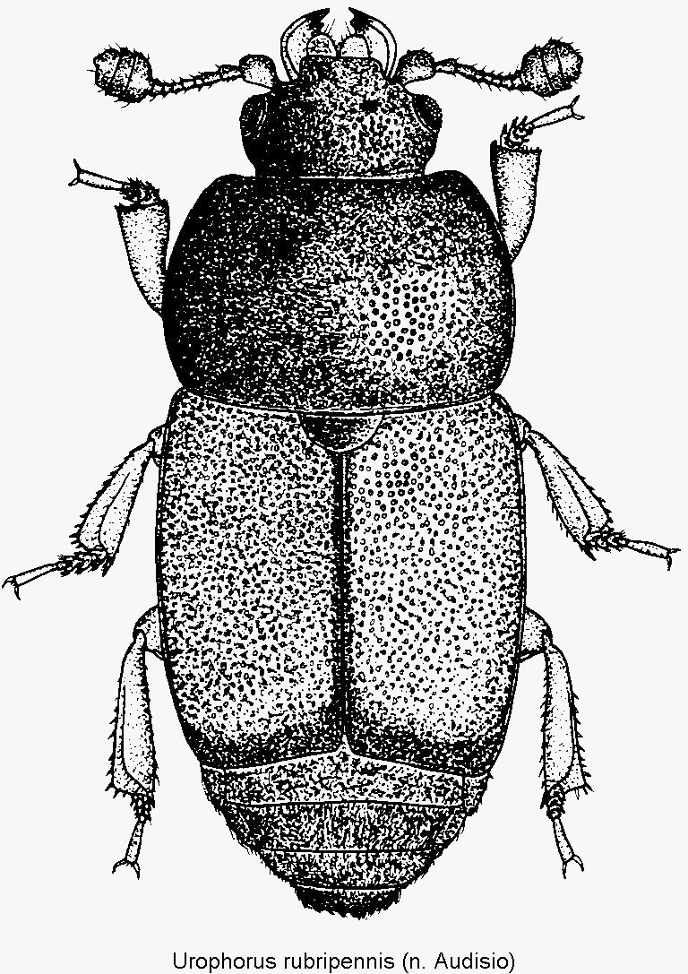 urophorus_rubripennis_hab1.gif