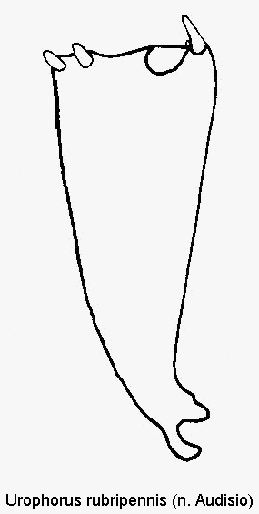 urophorus_rubripennis_vschn.gif