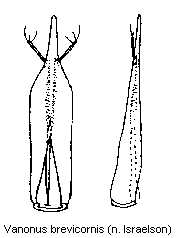 vanonus_brevicornis.gif