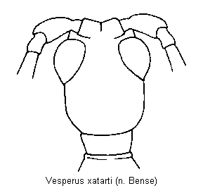 vesperus_xatarti_k.gif
