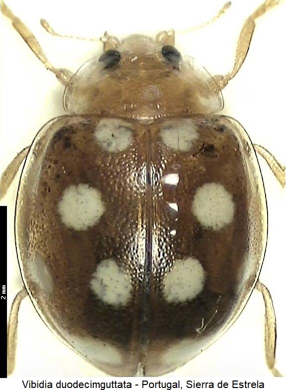 vibidia_duodecimguttata_hab.jpg