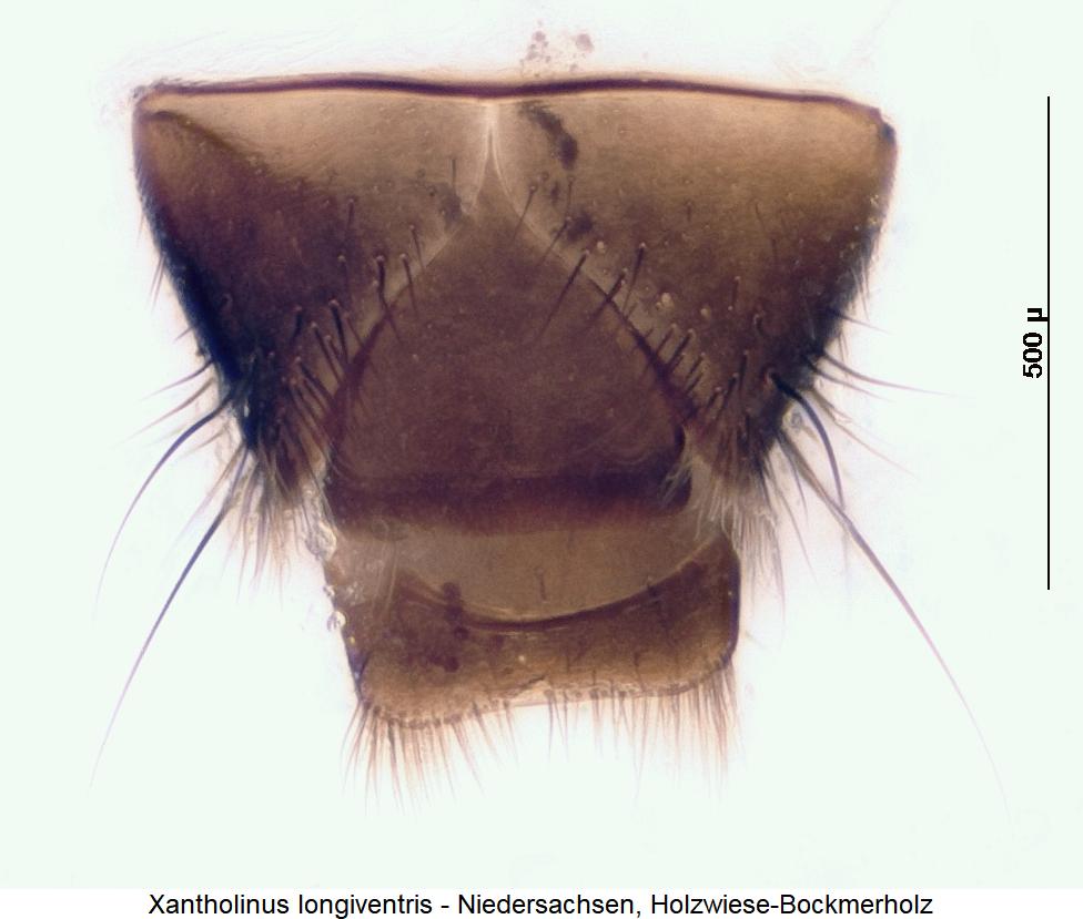 xantholinus_longiventris_ster.jpg