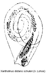 xantholinus_schuleri.jpg