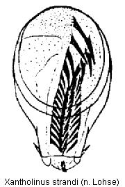 xantholinus_strandi.jpg