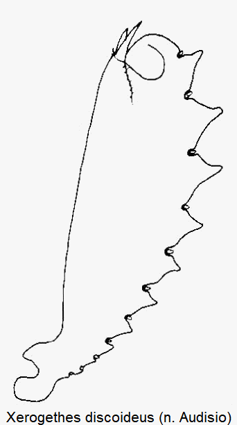 xerogethes_discoideus_vschn.gif