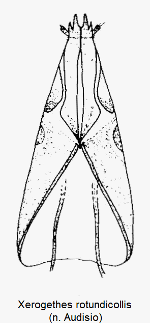 xerogethes_rotundicollis_ovi.gif