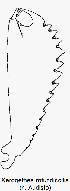 xerogethes_rotundicollis_vschn.gif