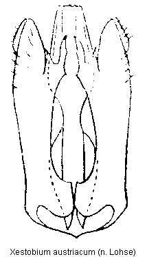 xestobium_austriacum.gif