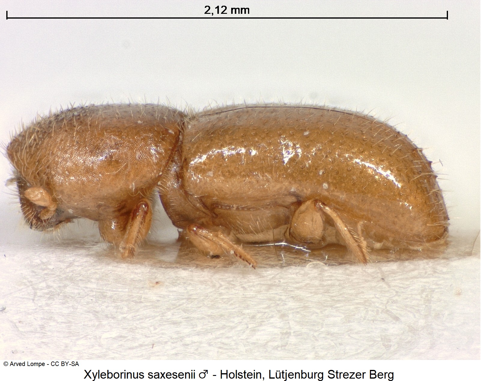 xyleborinus_saxesenii_m_ck13035_sa.jpg
