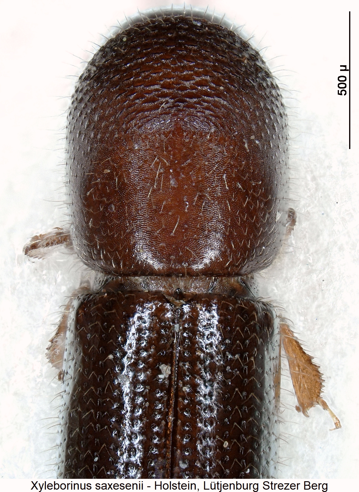 xyleborinus_saxesenii_vk.jpg