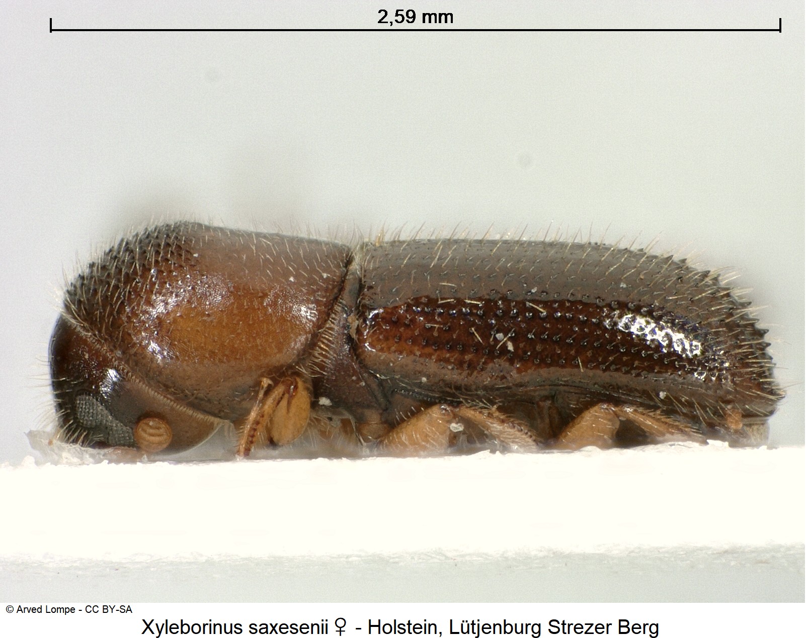 xyleborinus_saxesenii_w_ck13035_sa.jpg