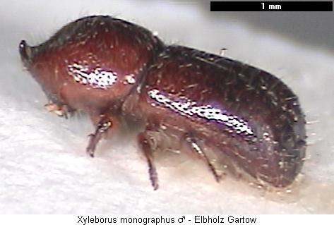 xyleborus_monographus_habm.jpg