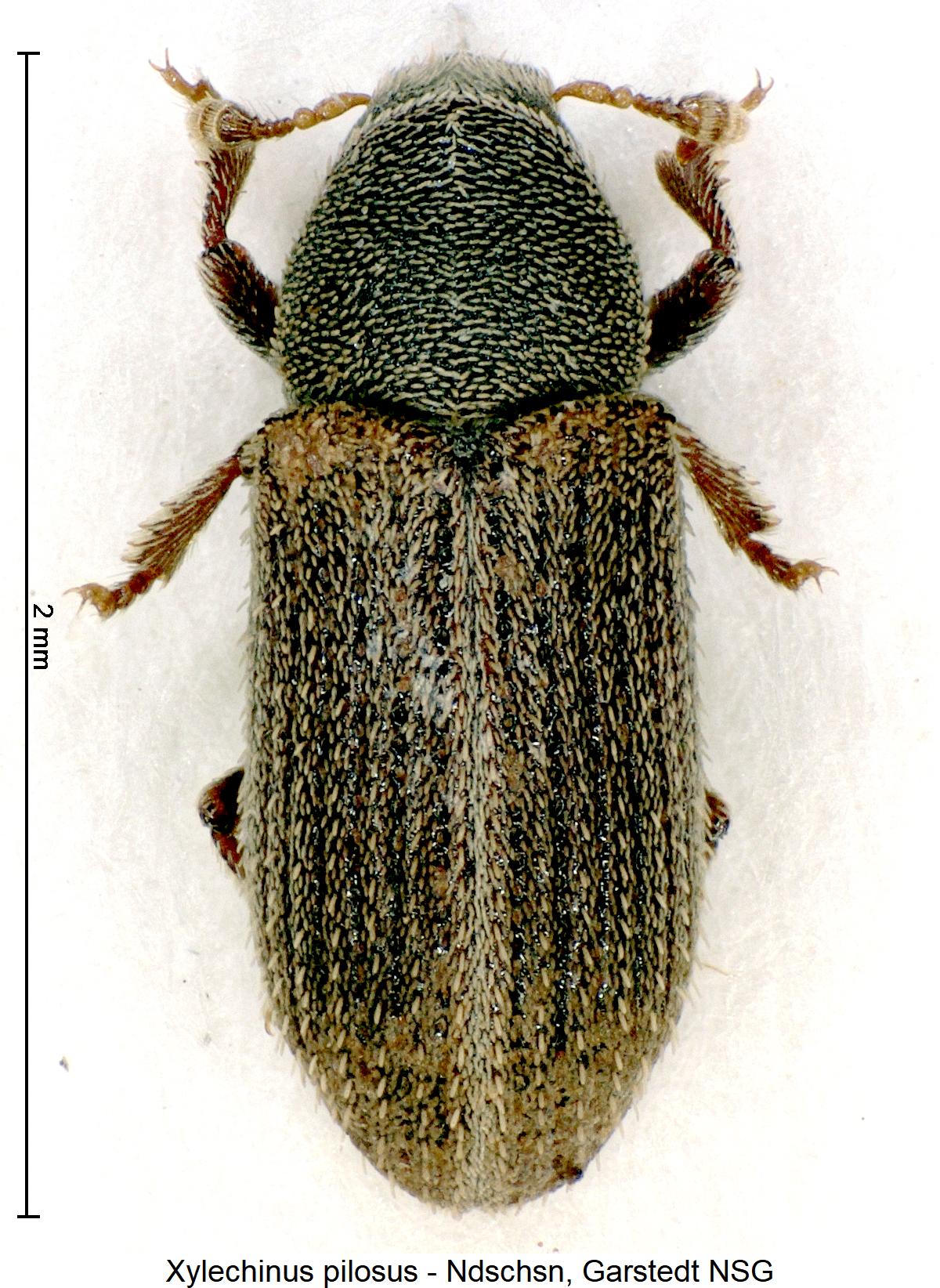 xylechinus_pilosus_hab.jpg
