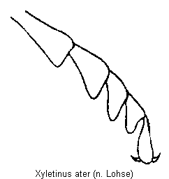 xyletinus_ater_tr.gif