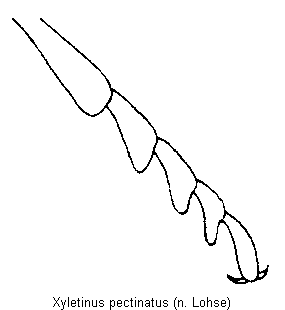 xyletinus_pectinatus_tr.gif