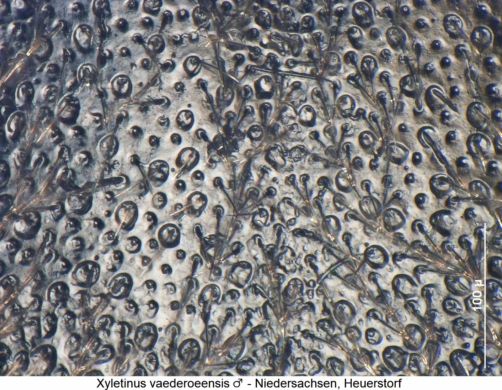 xyletinus_vaederoeensis_m_ms1.jpg