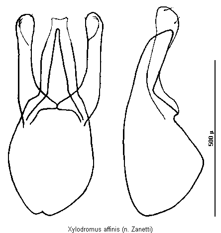 xylodromus_affinis.gif