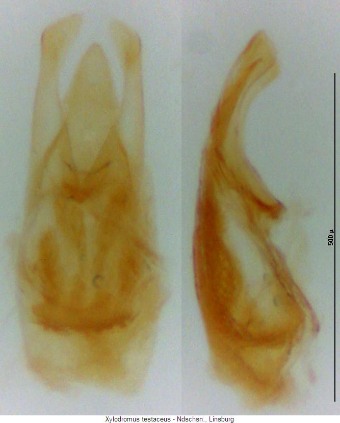 xylodromus_testaceus.jpg