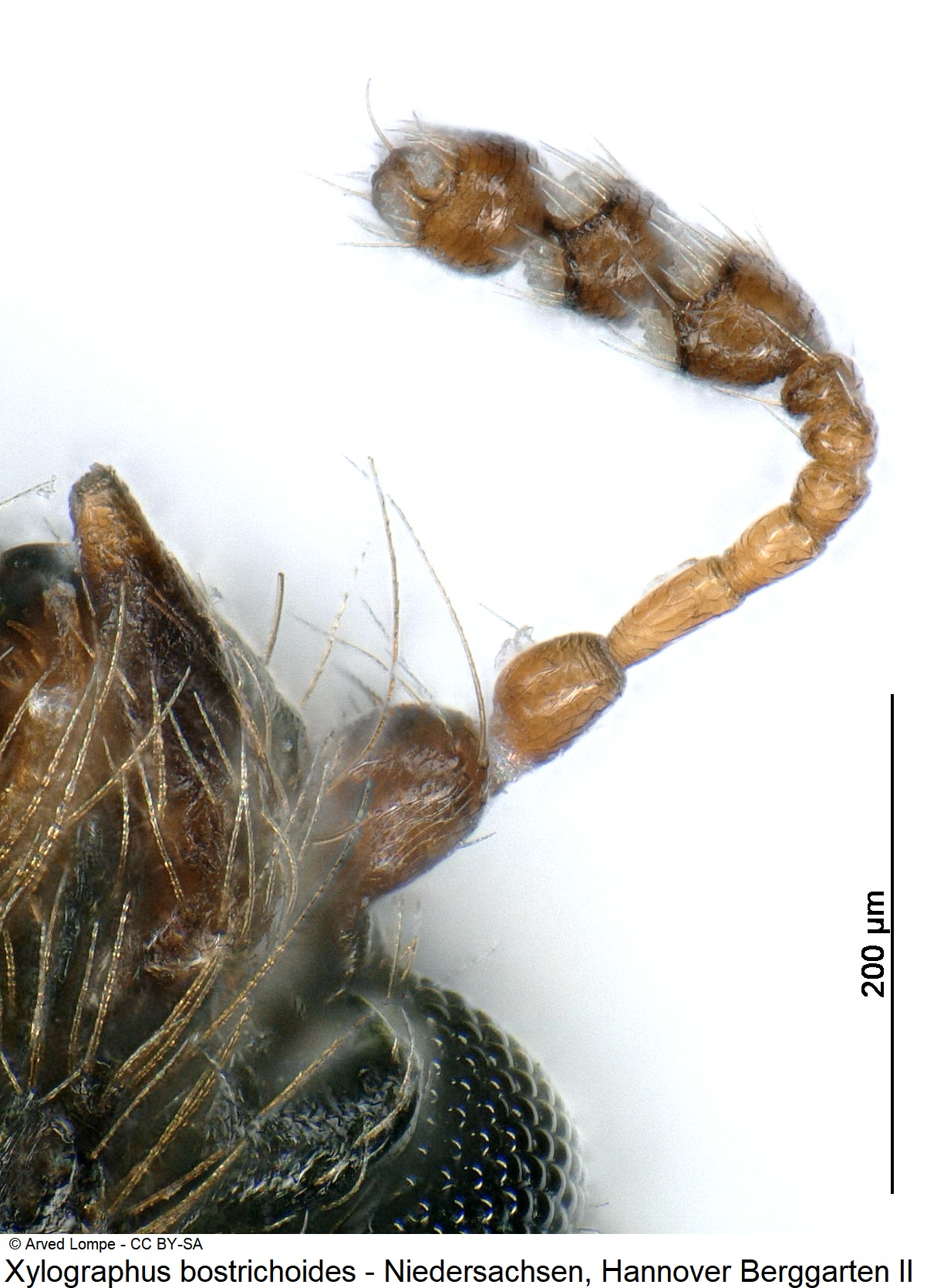 xylographus_bostrichoides_ck36788203_f.jpg