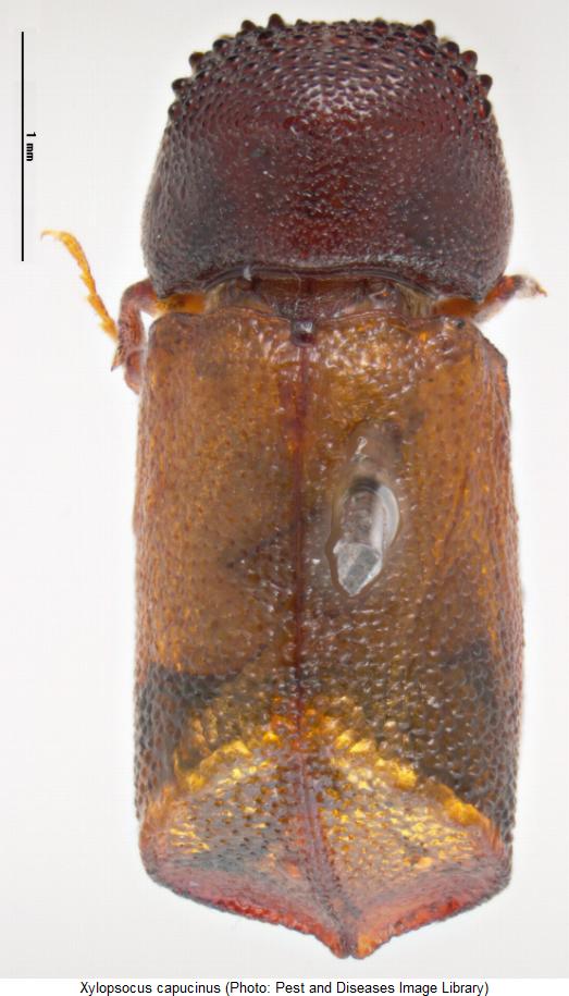 xylopsocus_capucinus_hab.jpg