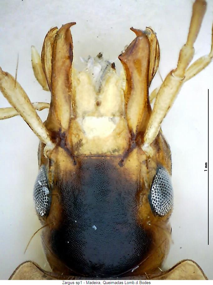 zargus_pellucidus_k.jpg