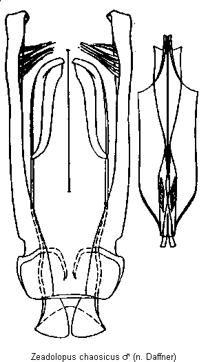 zeadolopus_chaosicus.gif